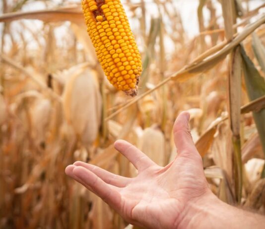 Najveći poljoprivredni mit