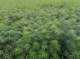 Nekada su u Bosni konoplju zvali “veselica”, a med od konoplje bio je lijek – 2. dio